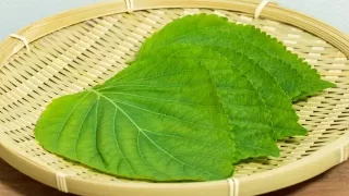 エゴマの葉