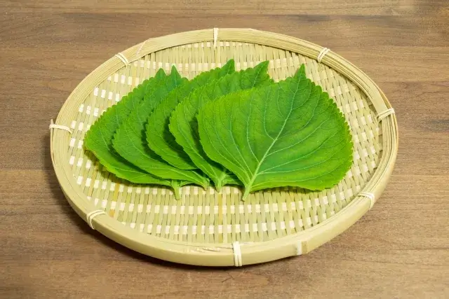 エゴマの葉