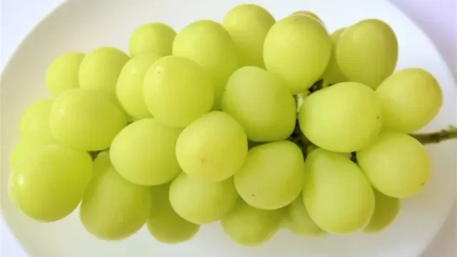 マスカット