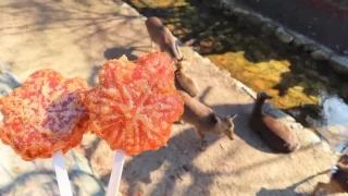 揚げもみじ饅頭