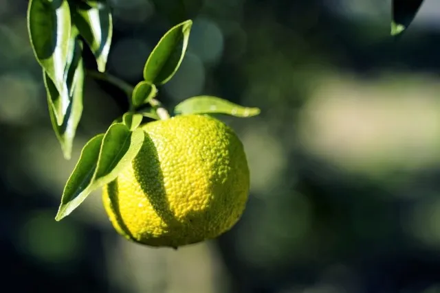 柚子