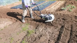 畑・土