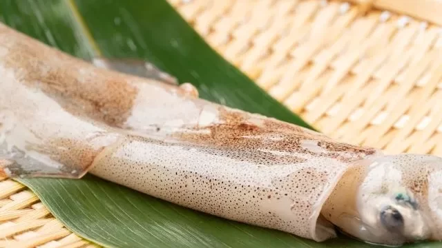 ヤリイカ