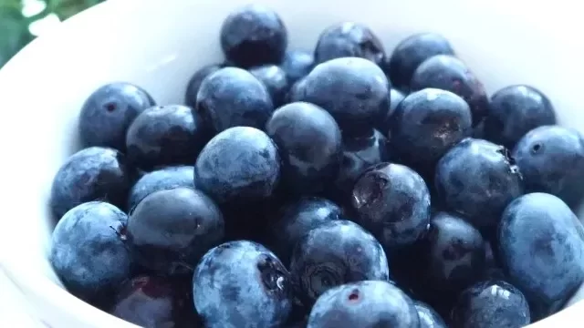 ブルーベリー