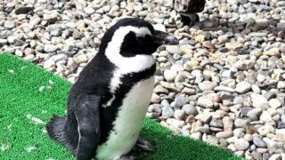 ペンギン