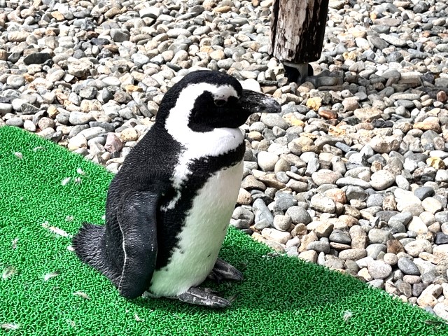 ペンギン
