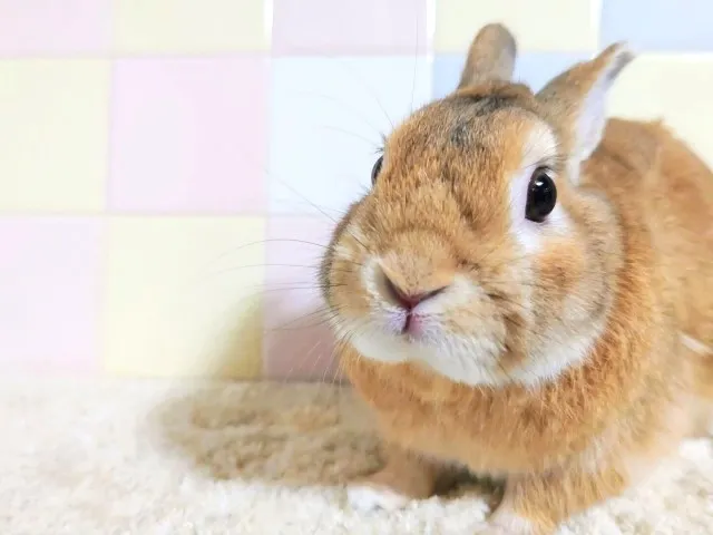 うさぎ