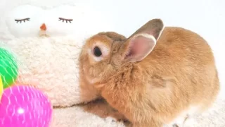 うさぎ
