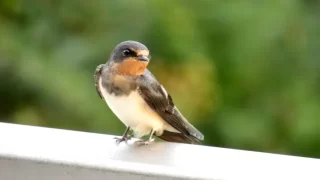 つばめ