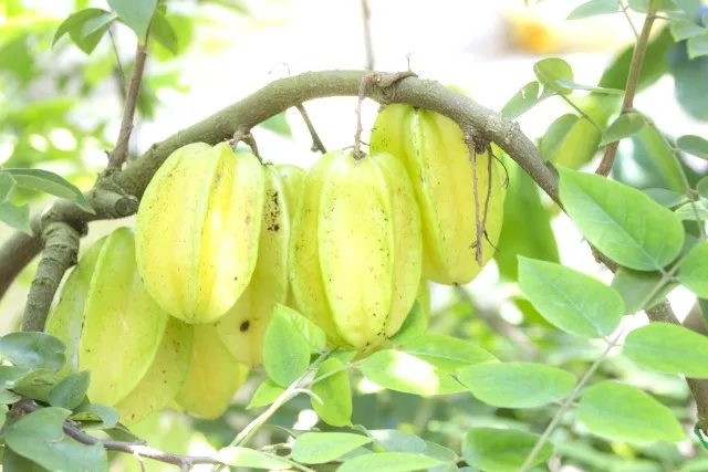 スターフルーツ