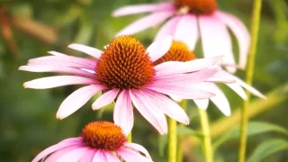 エキナケア（エキナセア）