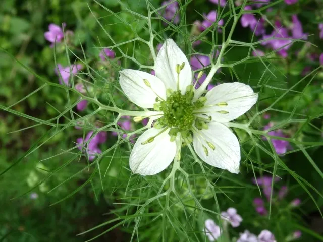 ニゲラの花