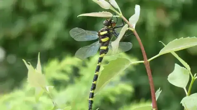 オニヤンマ