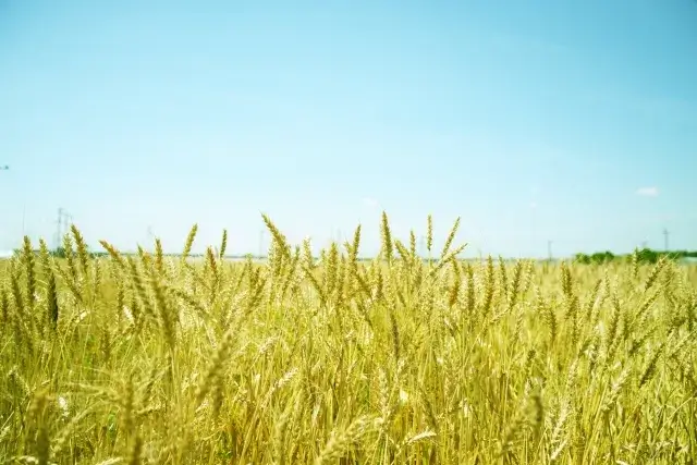 大麦
