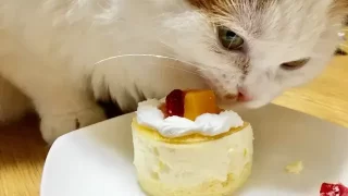 猫用ケーキ