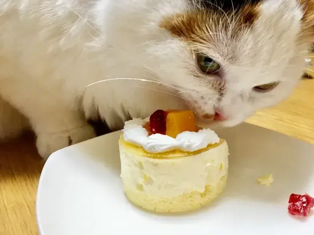 猫用ケーキ
